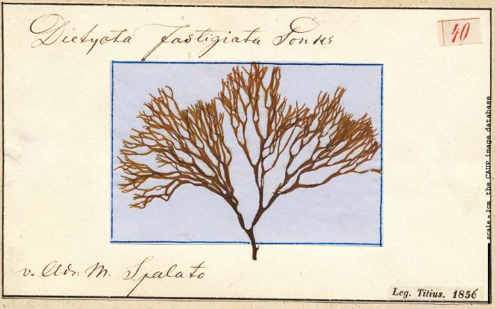 Dictyota fastigiata.jpg
